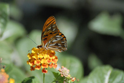 Hamilton Holiday Houses: Two Bays Villa and Studios, Grenada, The Caribbean 